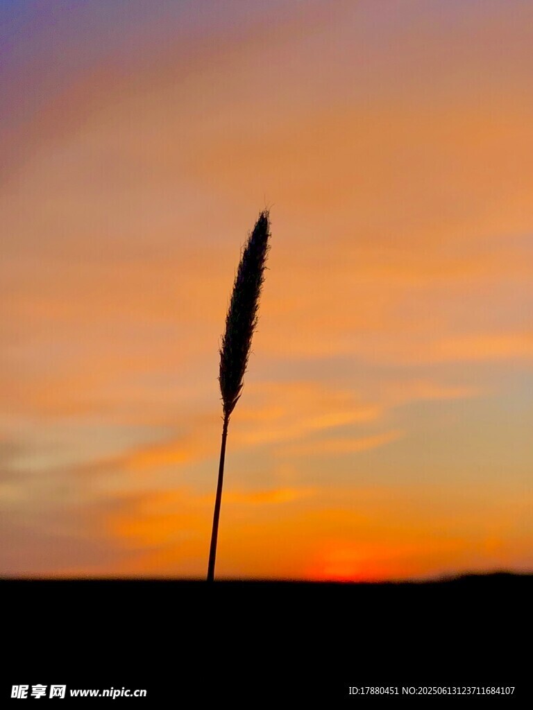 夕阳下的小草