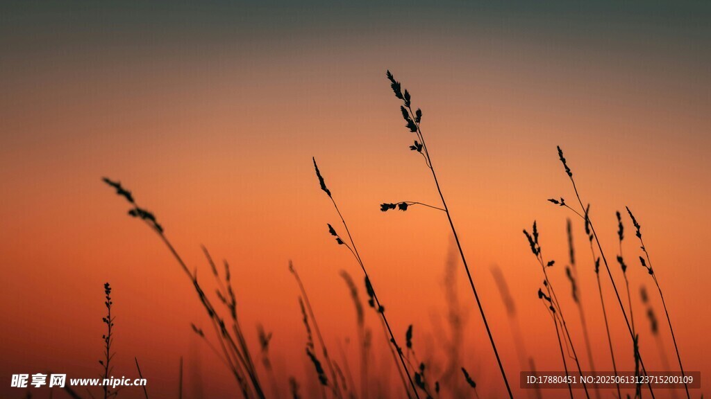 夕阳下的野草
