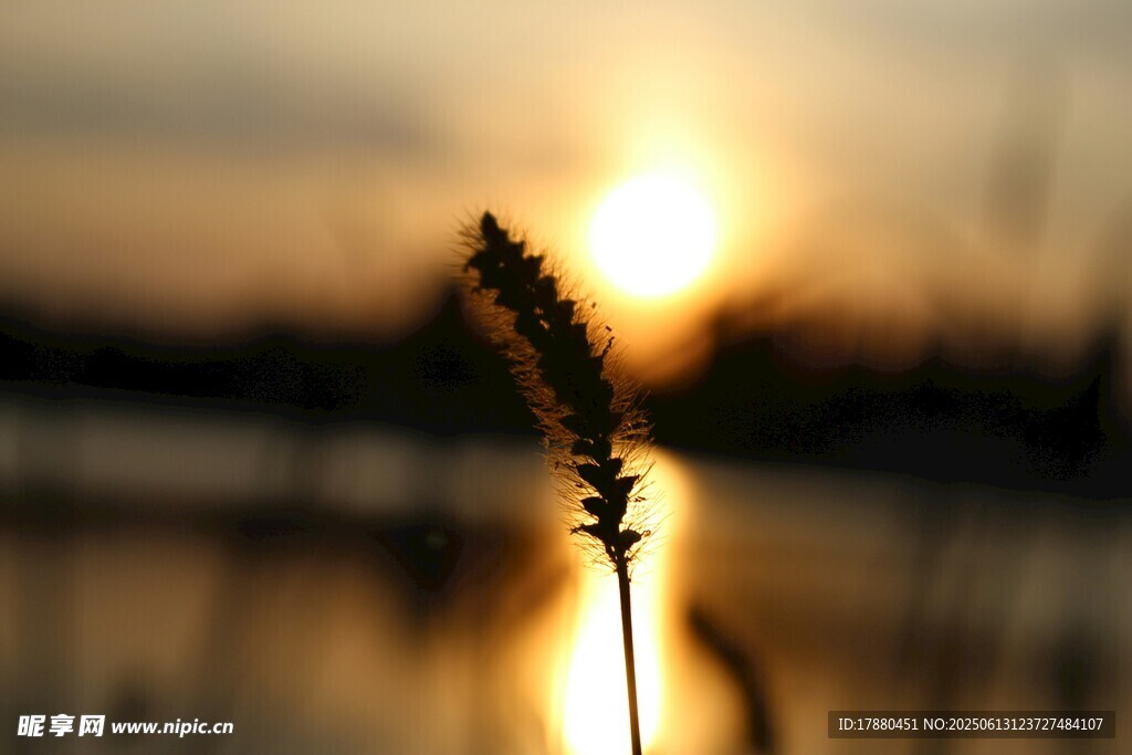 夕阳下的小草