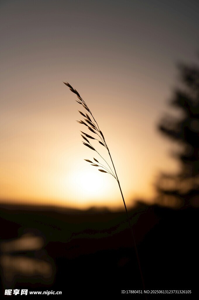 夕阳下的孤草