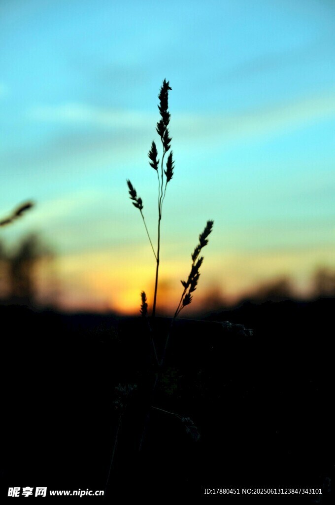 夕阳下的草影
