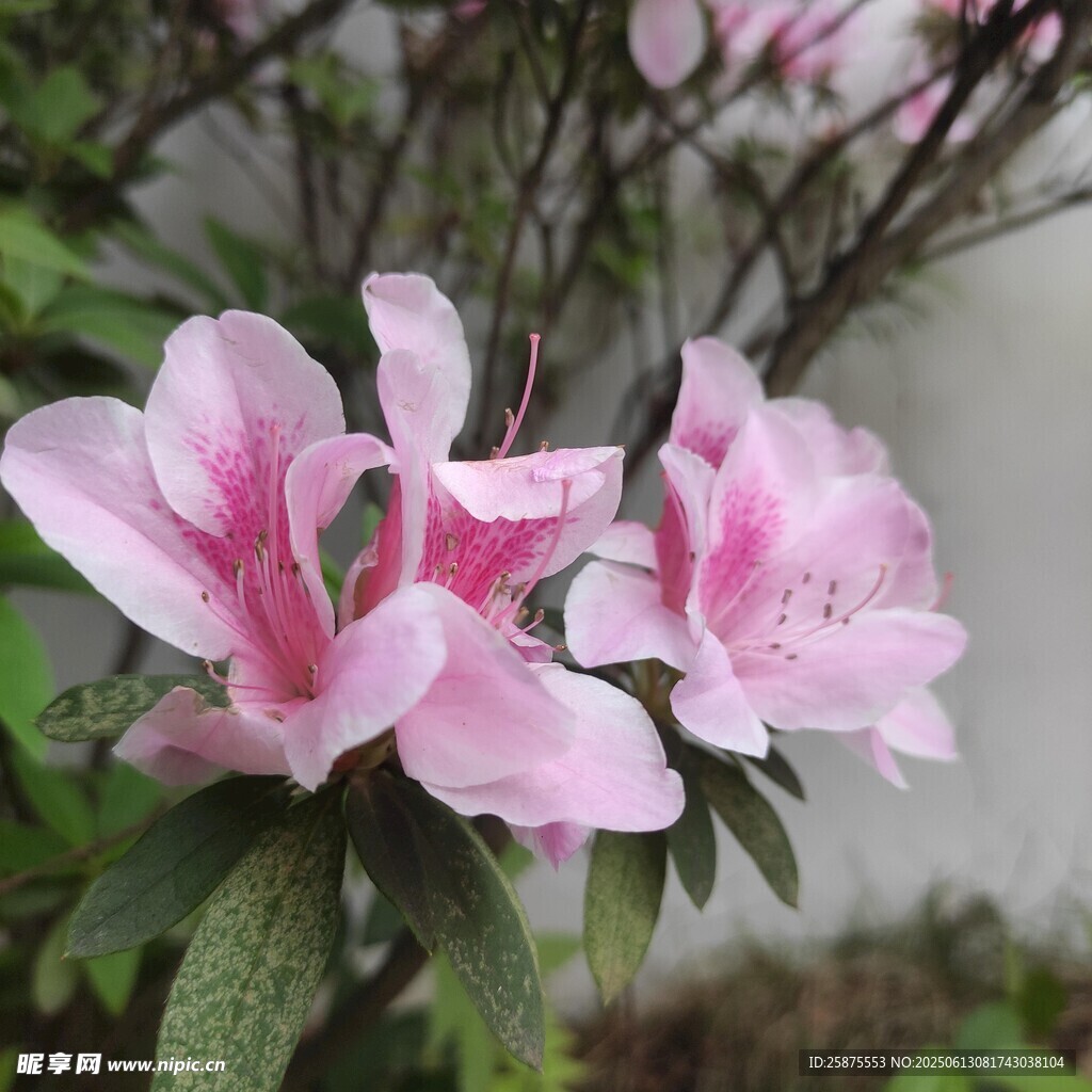 杜鹃花