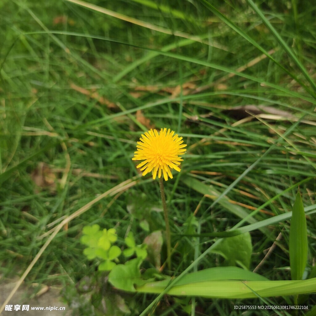 太阳花