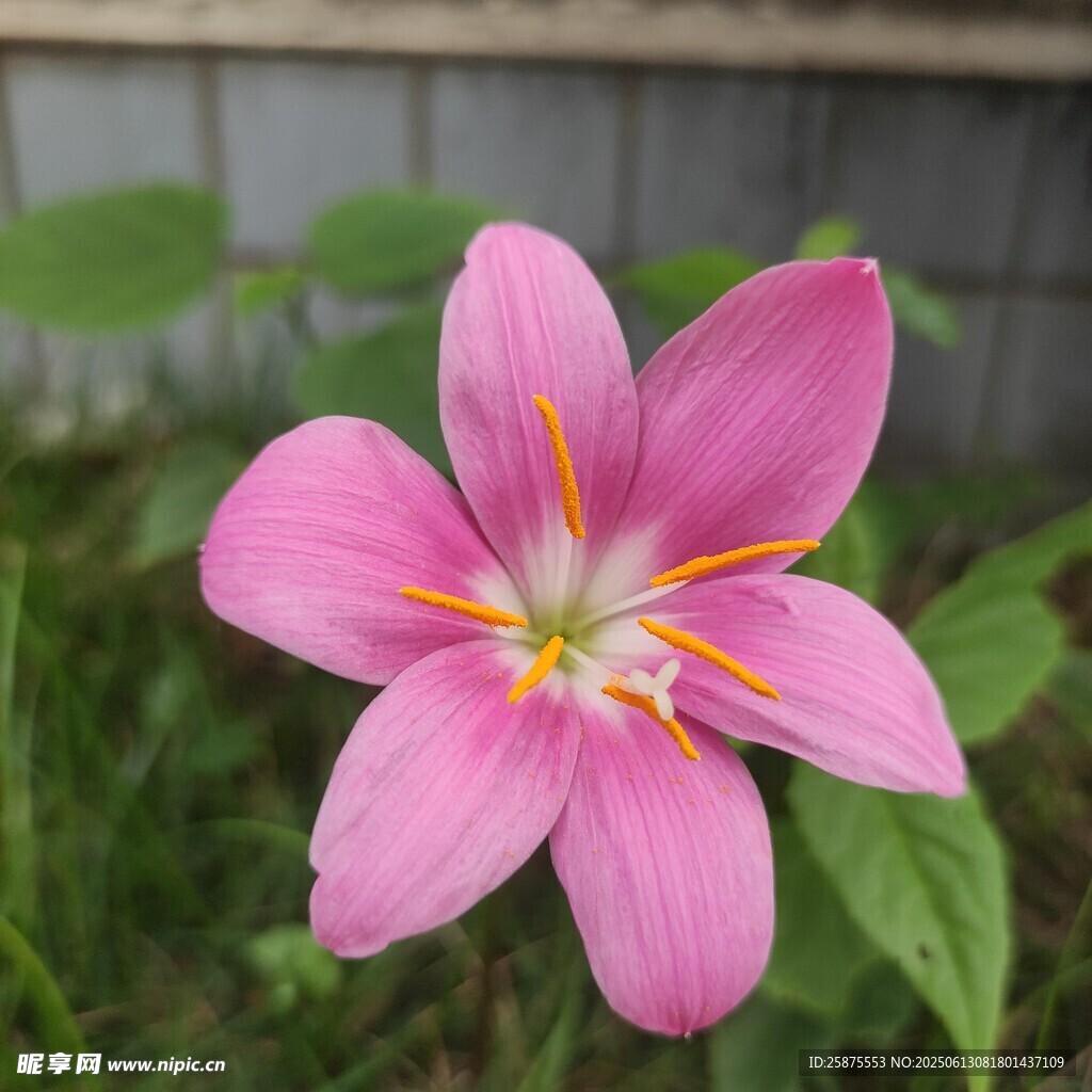花蕊