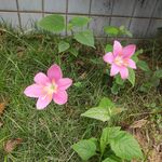 六角花