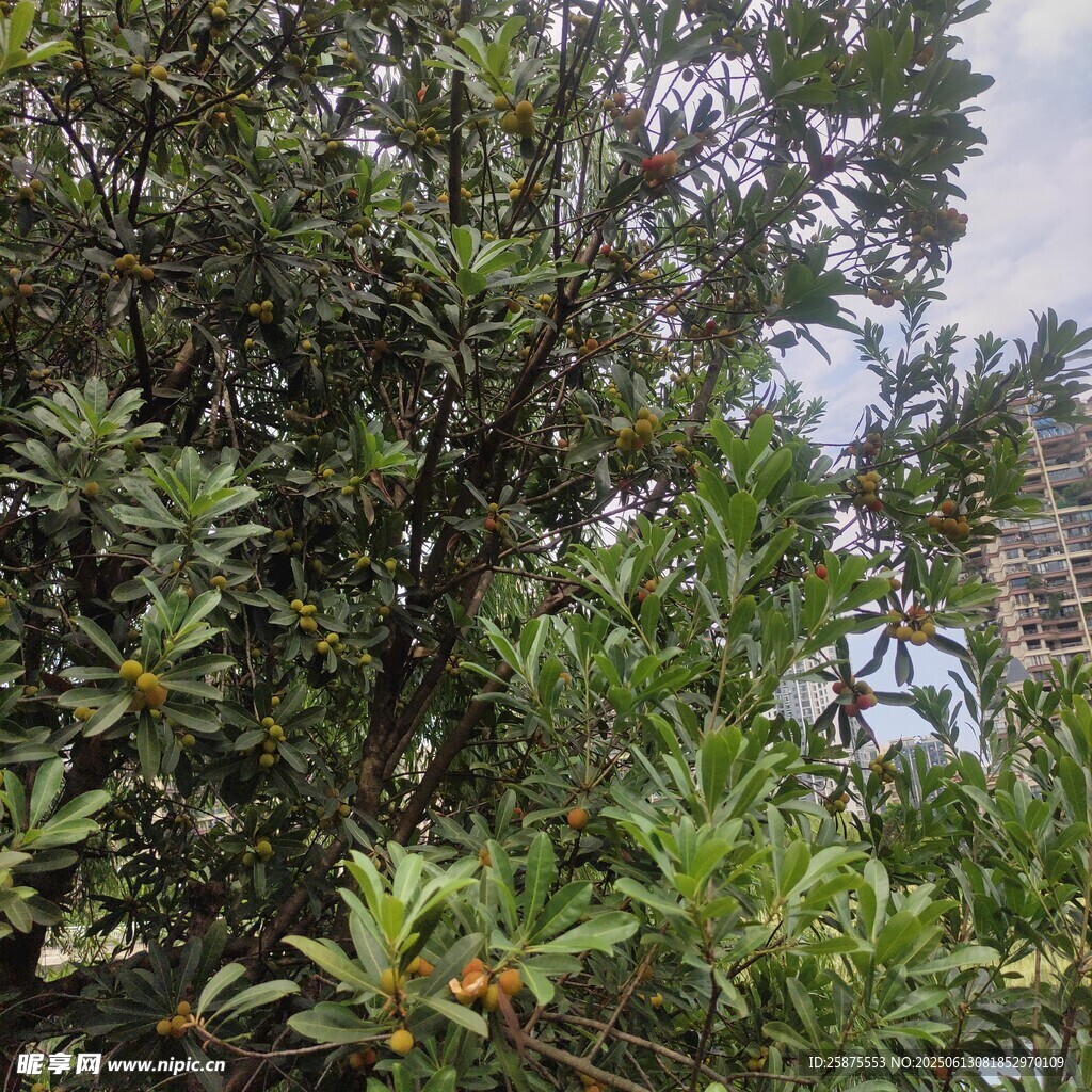 杨梅树