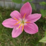 风雨兰