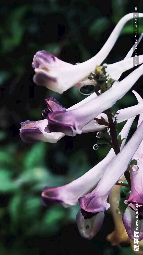 牵牛花
