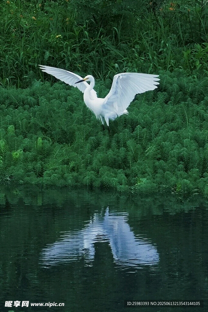 白鹭