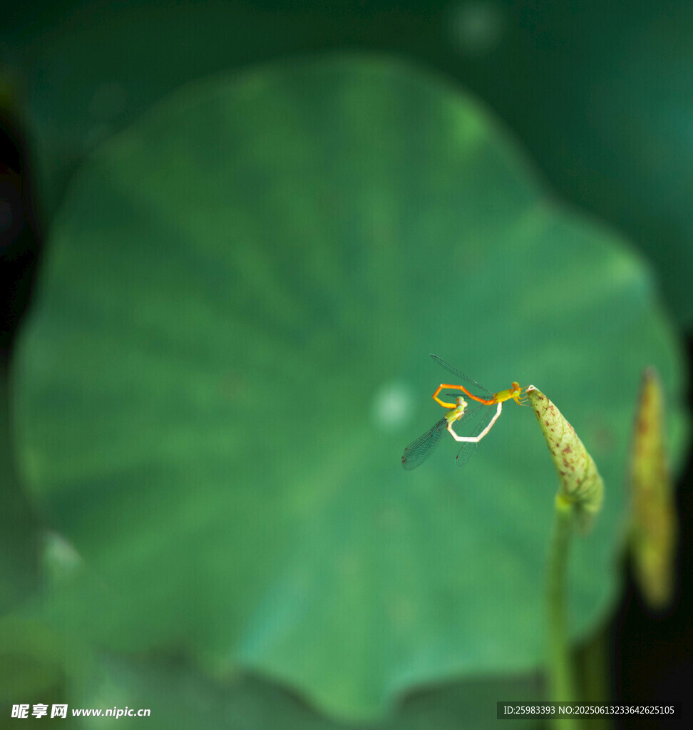 蜻蜓