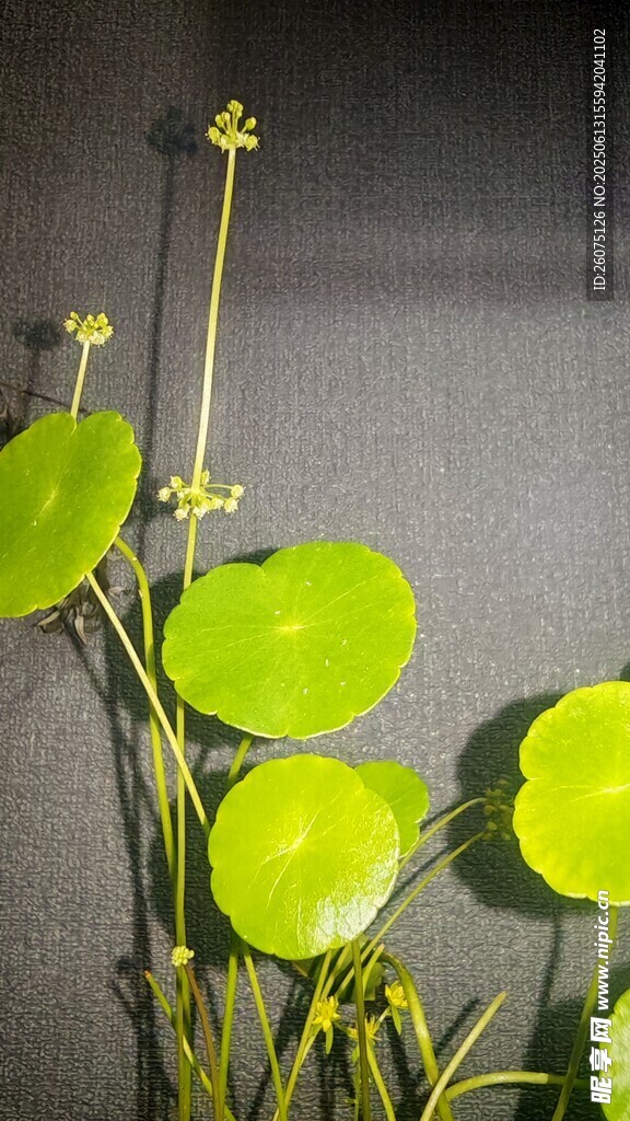 水生绿植铜钱草特写