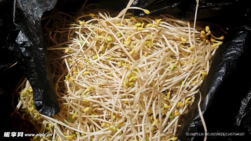 新鲜豆芽装于黑色袋中