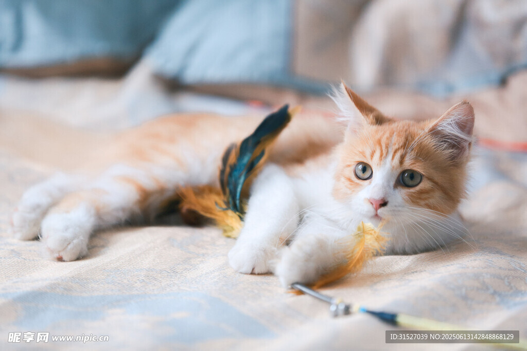 可爱猫咪摄影