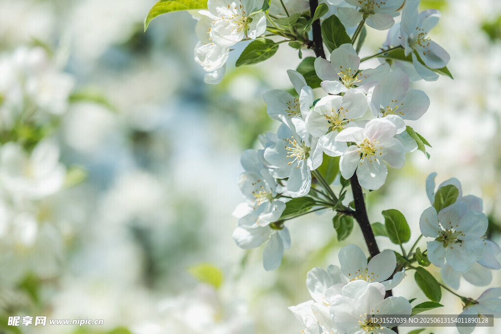 苹果花摄影图