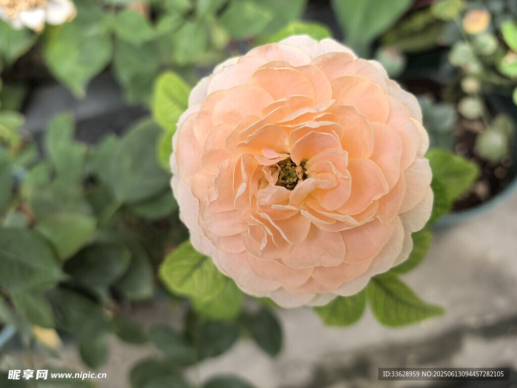 玫瑰