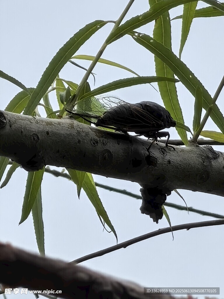 蝉