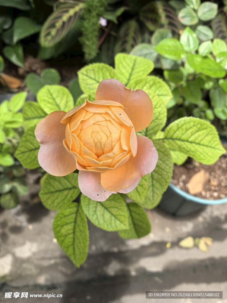 玫瑰
