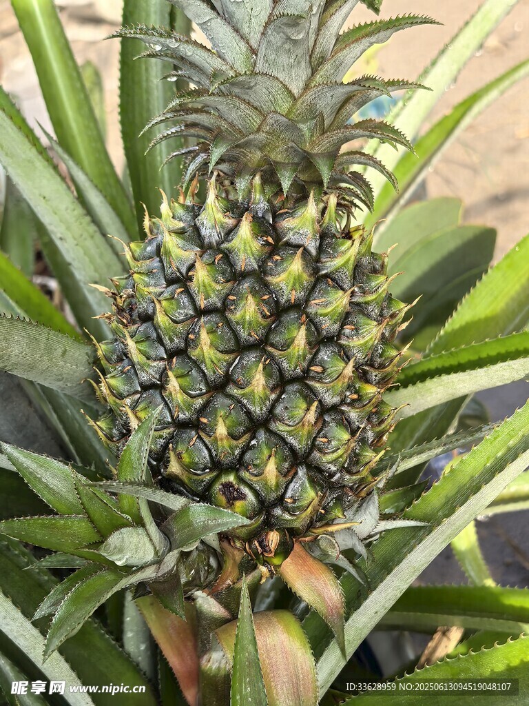 菠萝