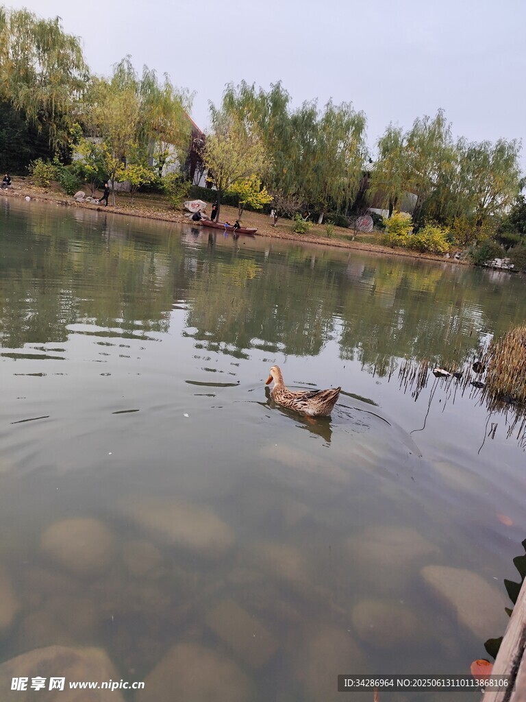 小鸭子