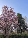 木棉花