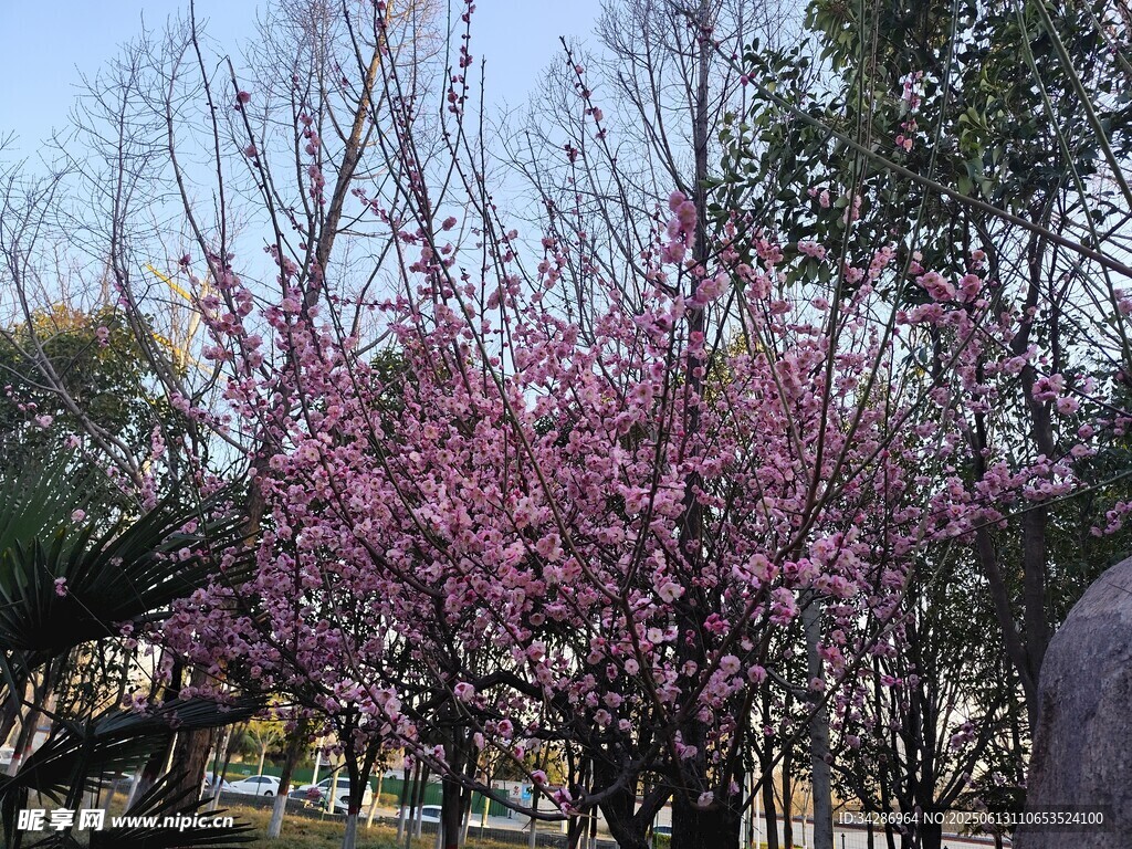 桃花