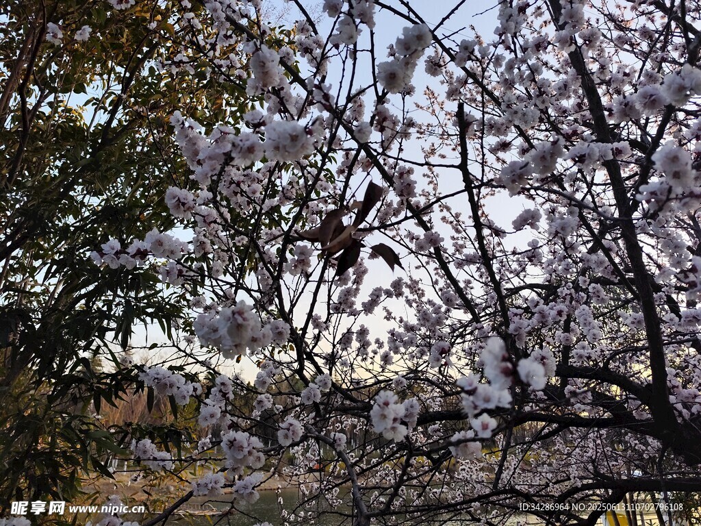 春花