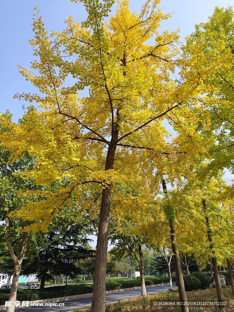 银杏树