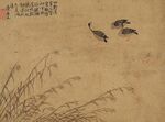 双鸭游于芦苇间
