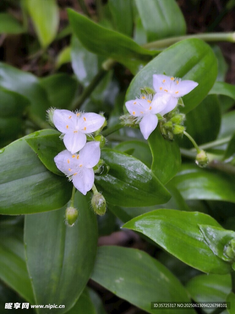 清新淡雅的白色小花