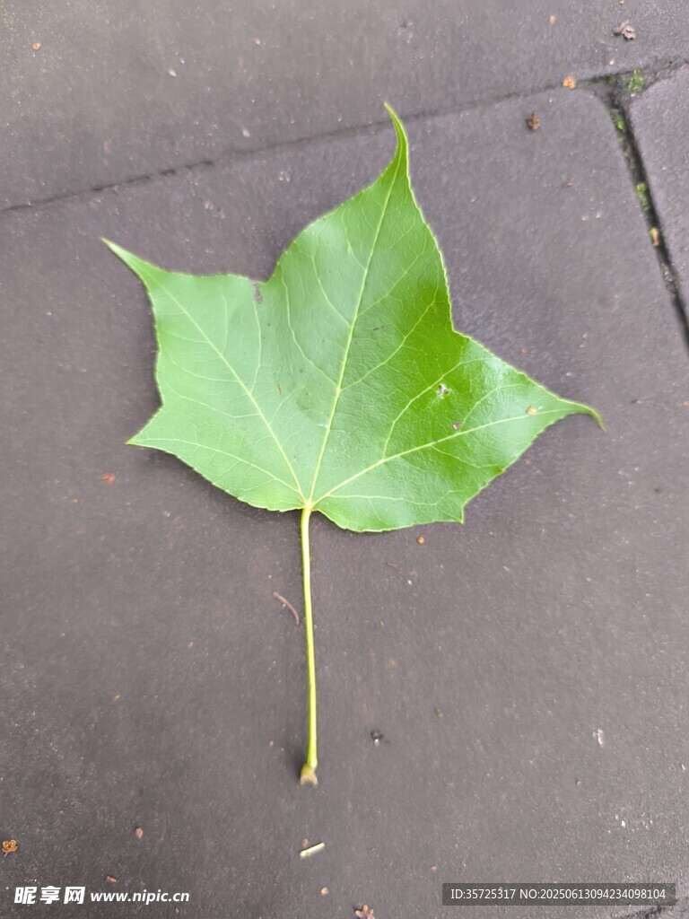 单片翠绿枫叶特写