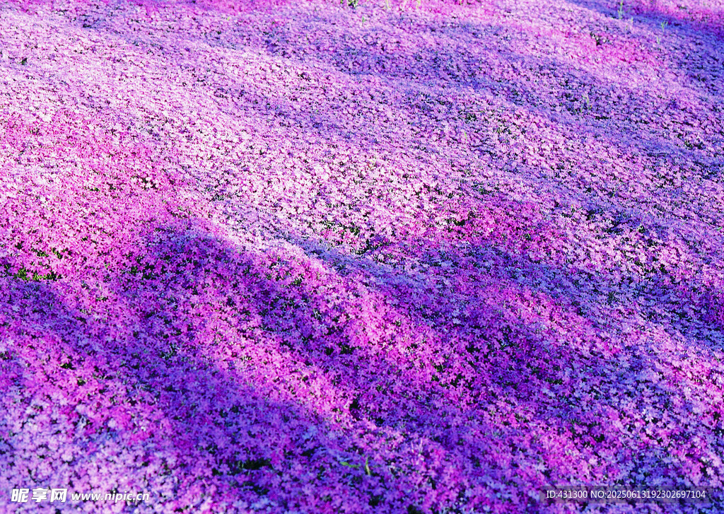 梦幻紫色花海景观