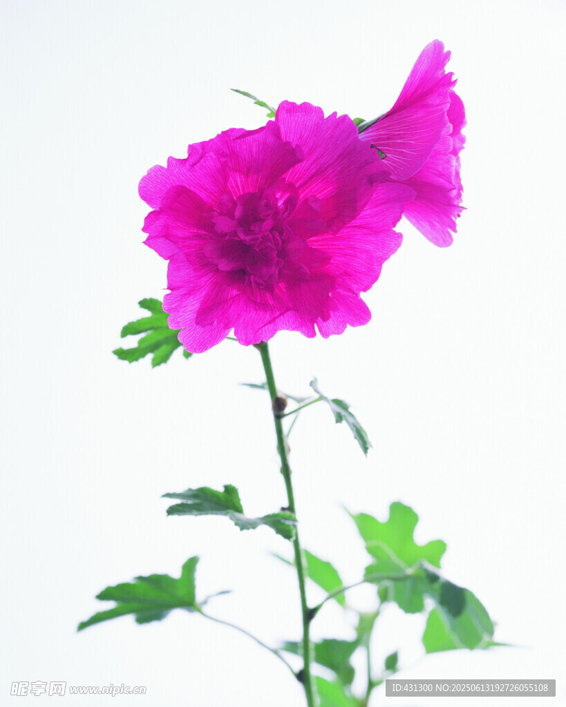 艳丽紫花绽放