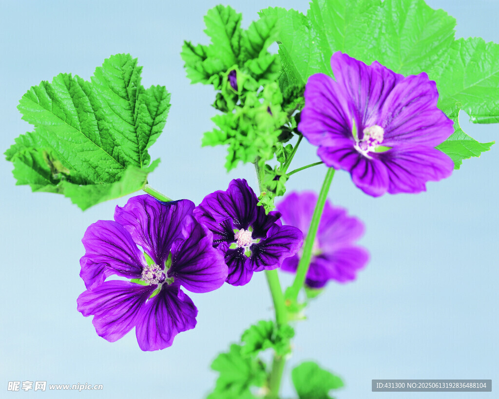 紫色锦葵花特写