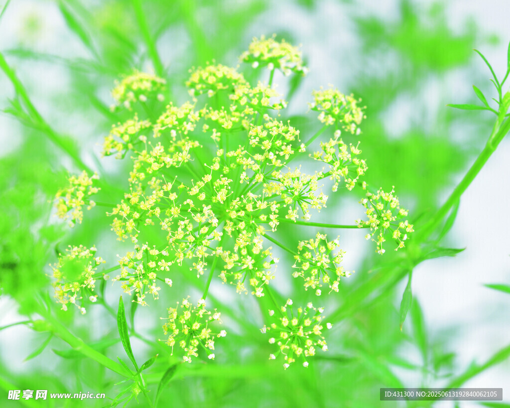 嫩绿小花植物特写