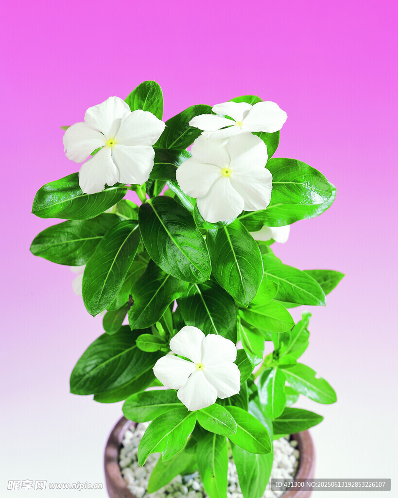 白色茉莉花盆栽