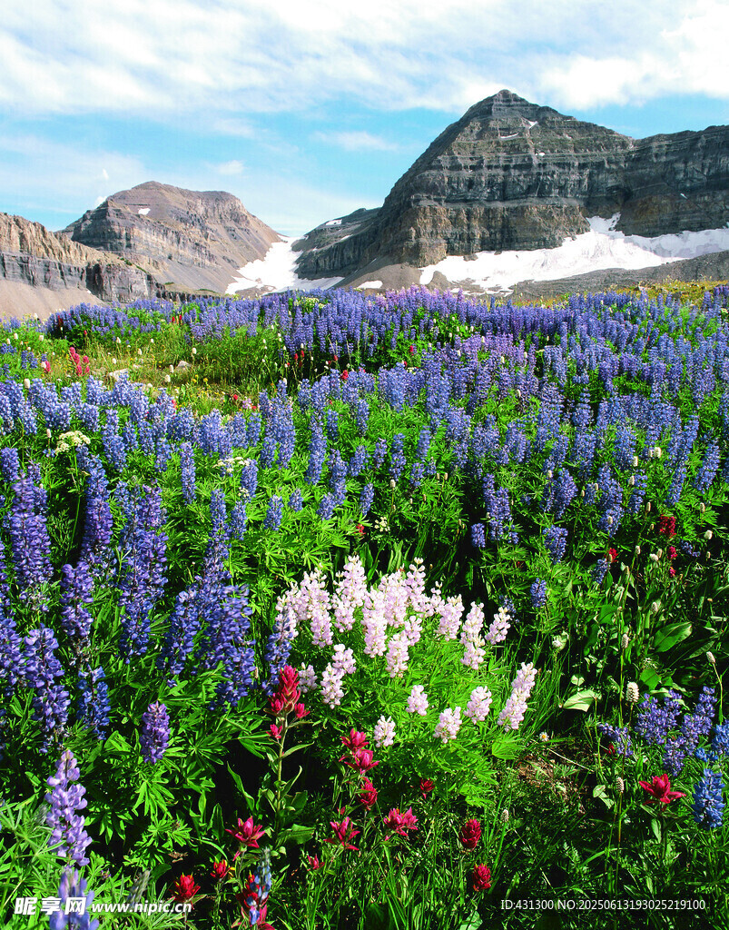 山间绚烂花海美景