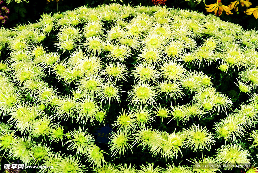 球状绿植叶片细密如星