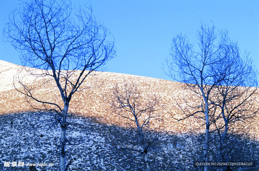 冬日雪覆山坡的萧瑟树木
