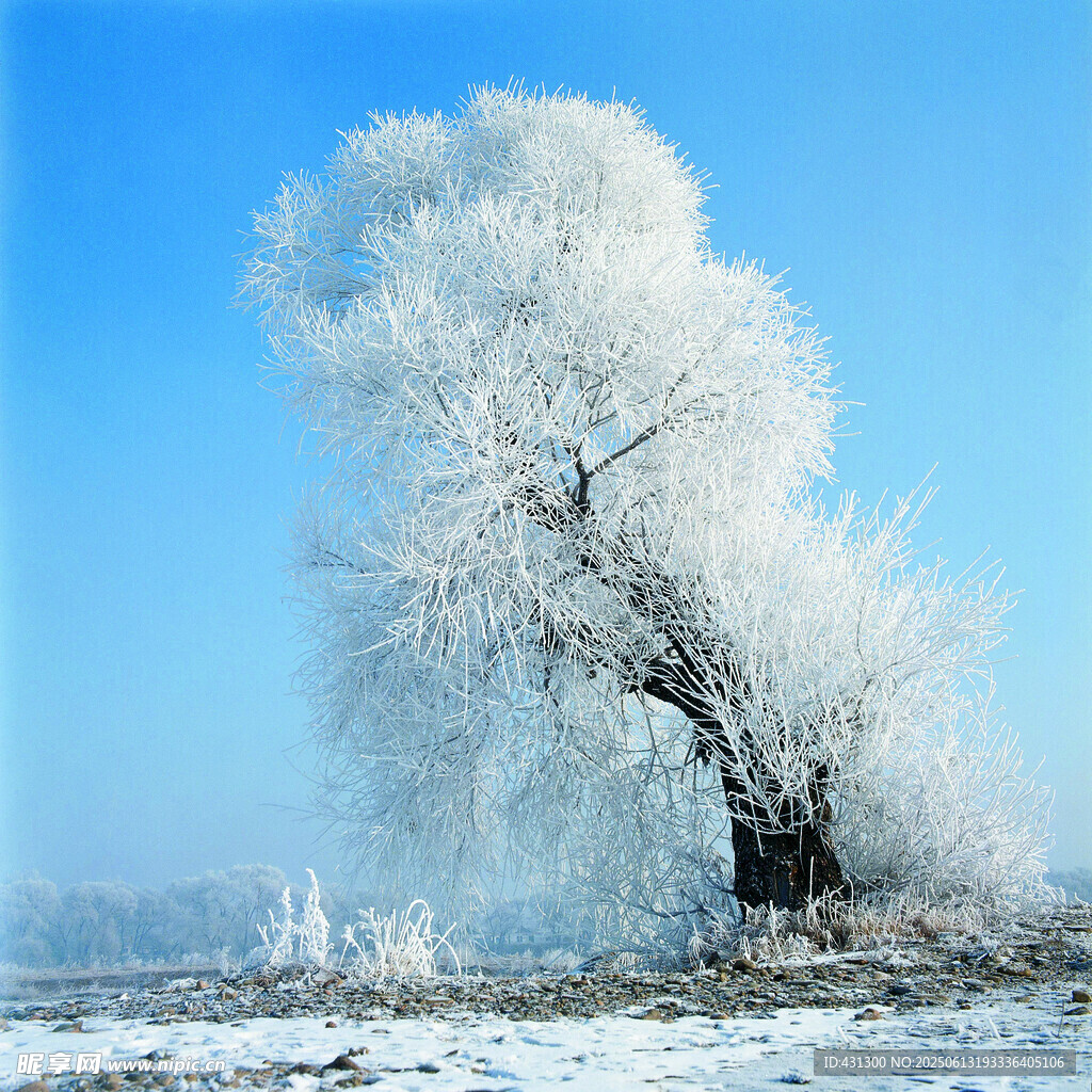 冬日孤树披霜雪美景
