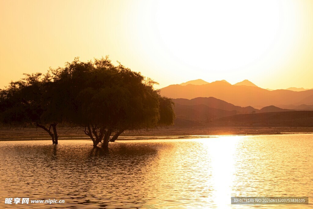 夕阳下水中孤树美景