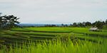 翠绿梯田美景