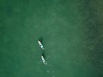 空中俯瞰海上冲浪者