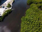 俯瞰葱郁河岸湿地景观