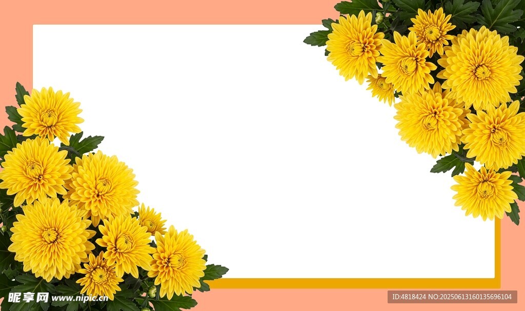 菊花展板