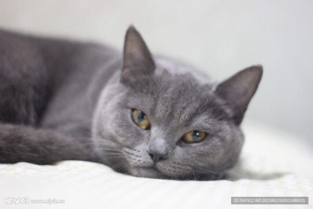 蓝猫灰色猫咪慵懒趴卧