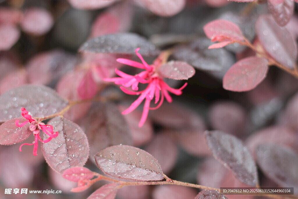 红花檵木
