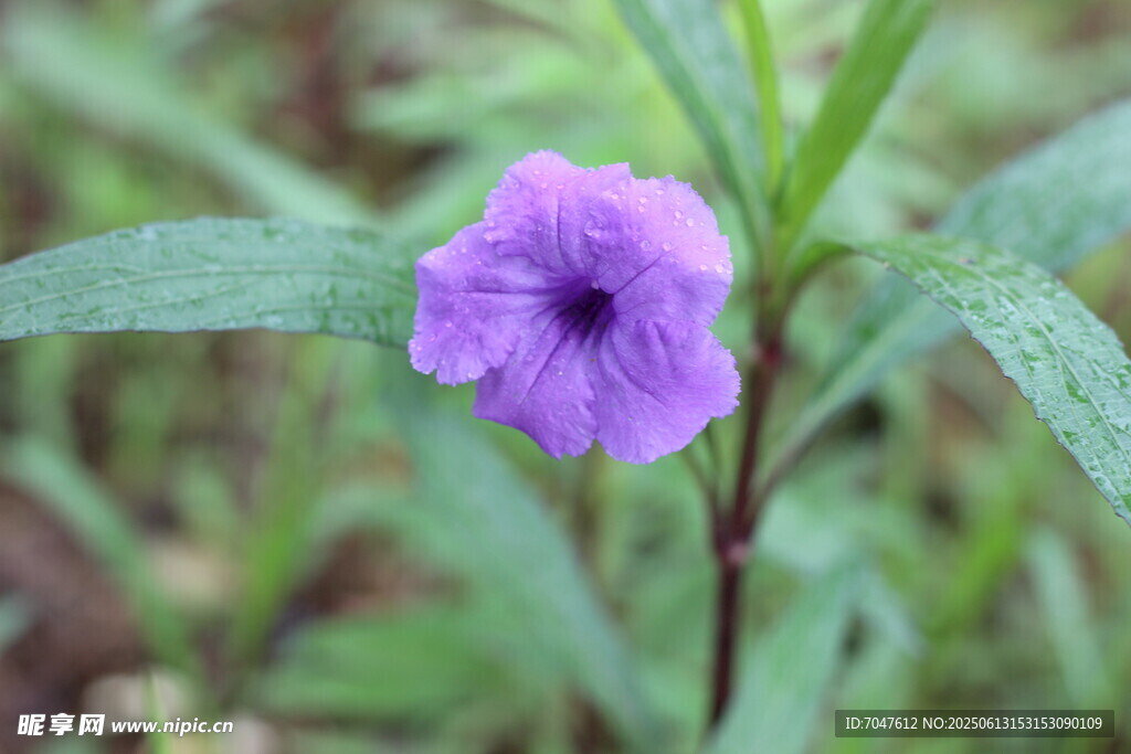 翠芦莉