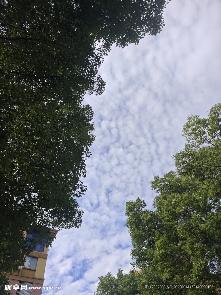 绿树蓝天间的清新景致