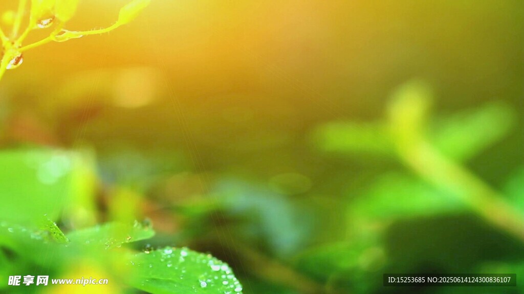 阳光下的翠绿植物