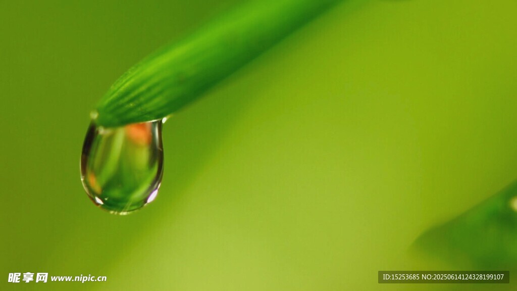草尖上的晶莹水滴